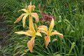 IMG_4386 (Large)